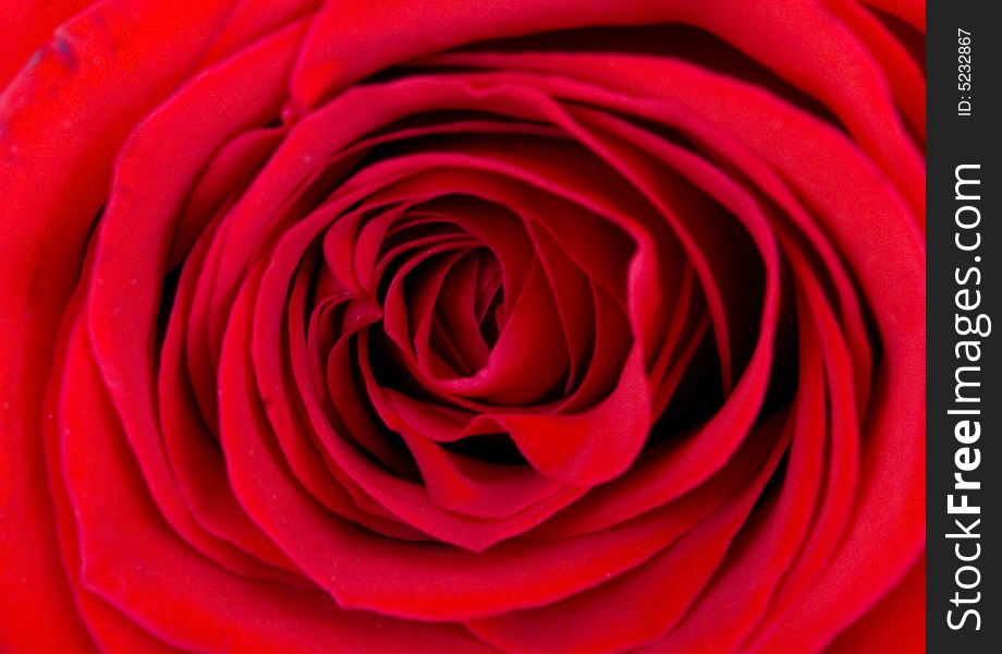 Close-up of the red rose (macro)