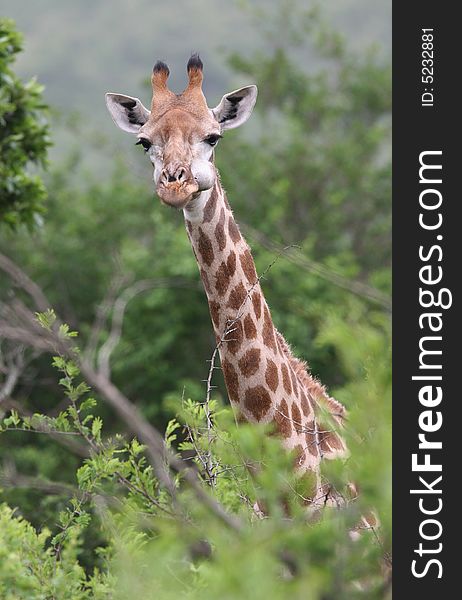 Giraffe (Giraffa camelopardalis) staring out the bush. Kruger park, South Africa. Giraffe (Giraffa camelopardalis) staring out the bush. Kruger park, South Africa