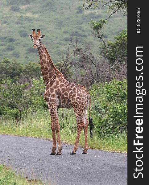 Giraffe looking at camera.