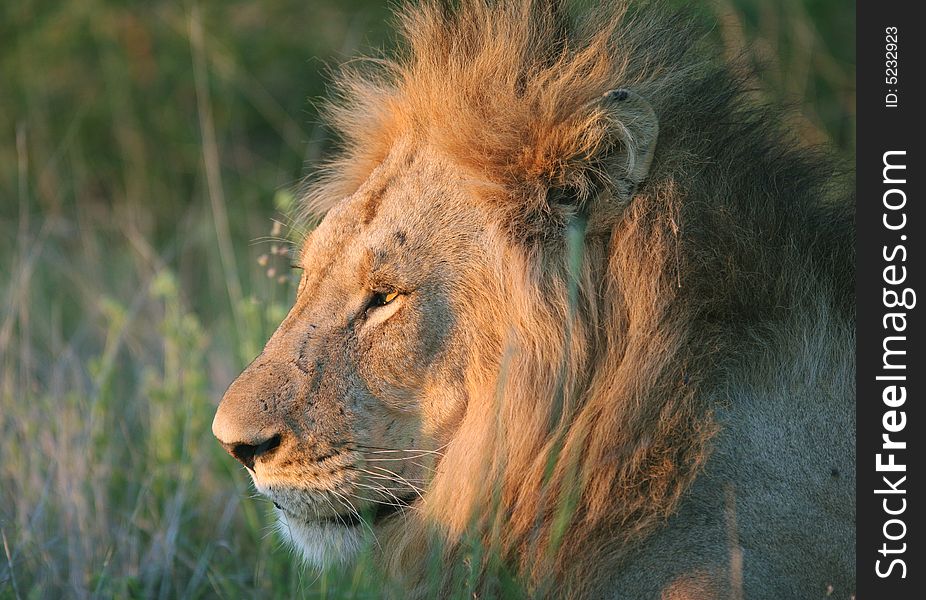 Huge lion (Panthera leo) lying in grass at dusk. Kruger park. South Africa