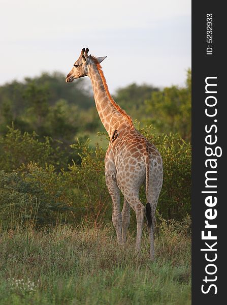 Giraffe (Giraffa camelopardalis) standing in grass. Kruger park, South Africa. Giraffe (Giraffa camelopardalis) standing in grass. Kruger park, South Africa