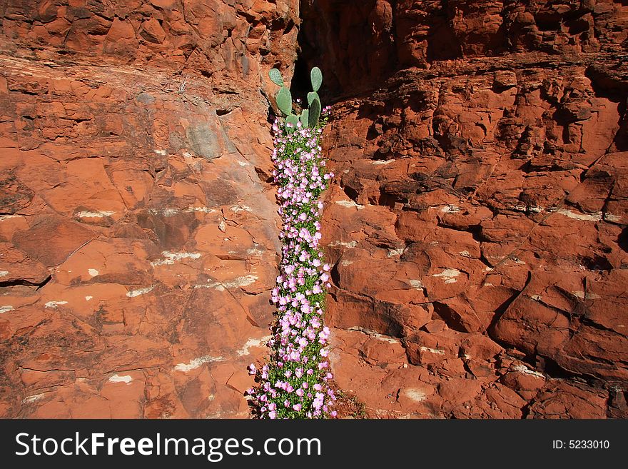 Desert Spring Superstition Mountains