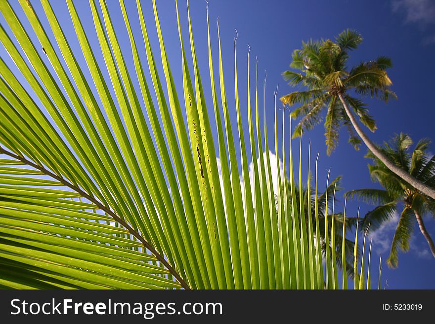 Palm frond with trees in background against blue cloudscape sky. Tahiti. French Polynesia