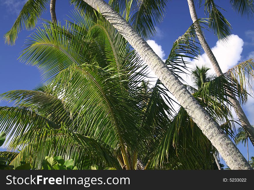 Palm frond with trees against blue cloudscape sky. Tahiti. French Polynesia. Palm frond with trees against blue cloudscape sky. Tahiti. French Polynesia