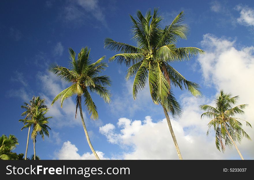 Palm trees against blue cloudscape sky. Tahiti. French Polynesia
