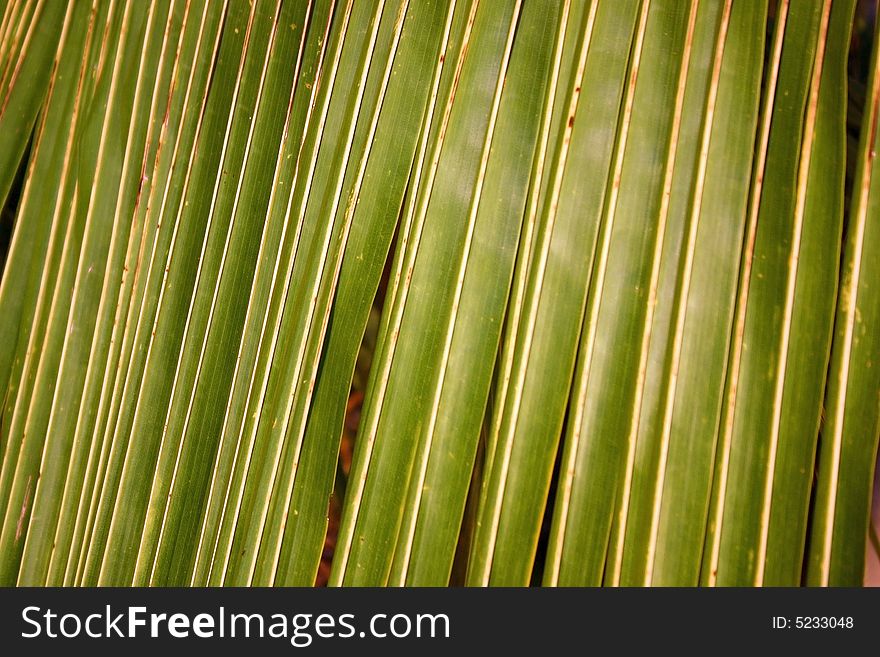 Close shot of a Palm fronds at sunset. French Polynesia