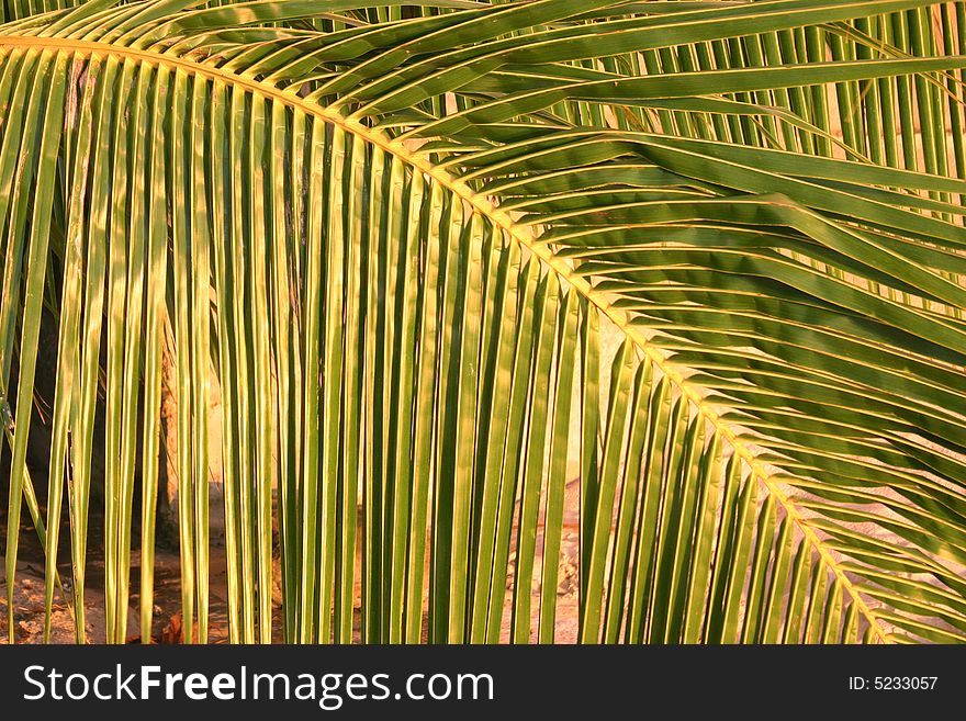 Palm Fronds At Sunset