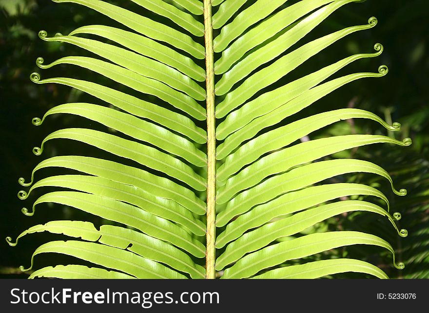 Dynamic frond composition, vibrant green background texture.