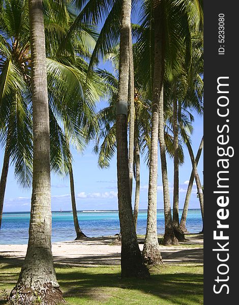 Between palm trees on Moorea in south seas. Island Moorea. French Polynesia