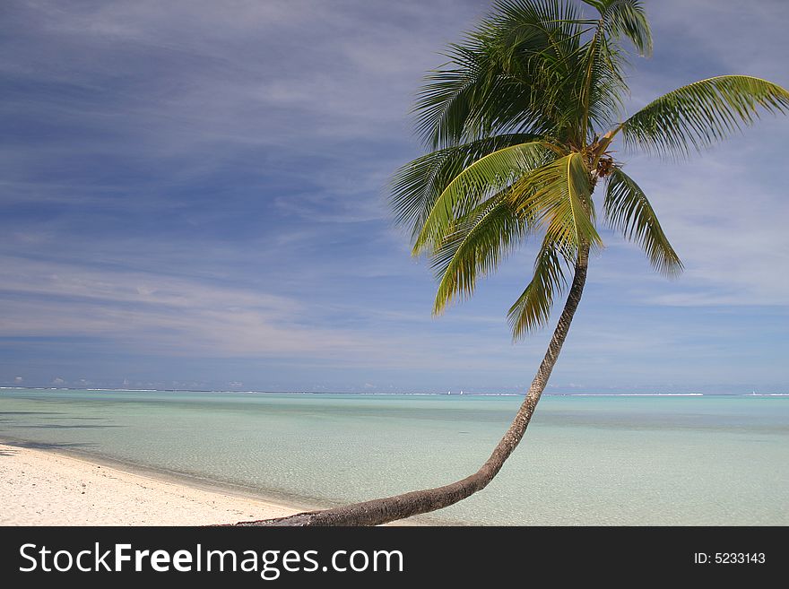 Perfect palm shade on a sandy beach. Pacific Island Bora Bora. French Polynesia. Perfect palm shade on a sandy beach. Pacific Island Bora Bora. French Polynesia