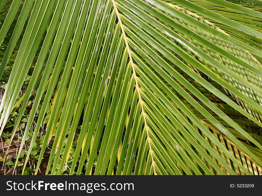 Close shot of a Palm fronds in Tahiti. French Polynesia