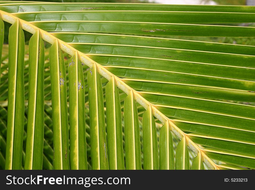 Close shot of a Palm fronds in Tahiti. French Polynesia