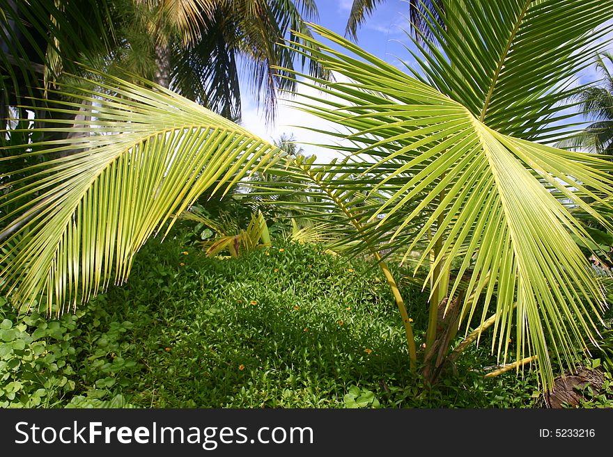 Palm trees in Tahiti