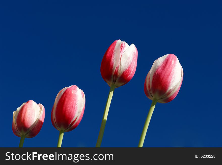 Image of pink and white tulips against deep blue sky