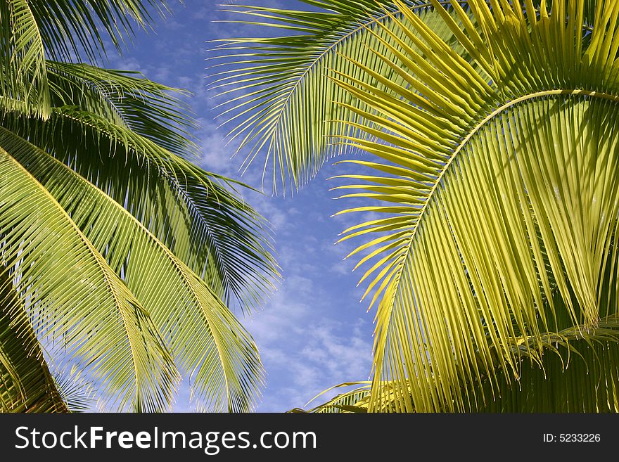 Palm trees against blue cloudscape sky. Tahiti. French Polynesia. Palm trees against blue cloudscape sky. Tahiti. French Polynesia