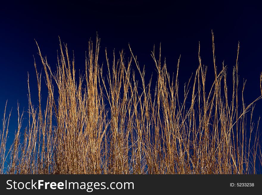Close up image detail of golden wheat grass against deep blue sky
