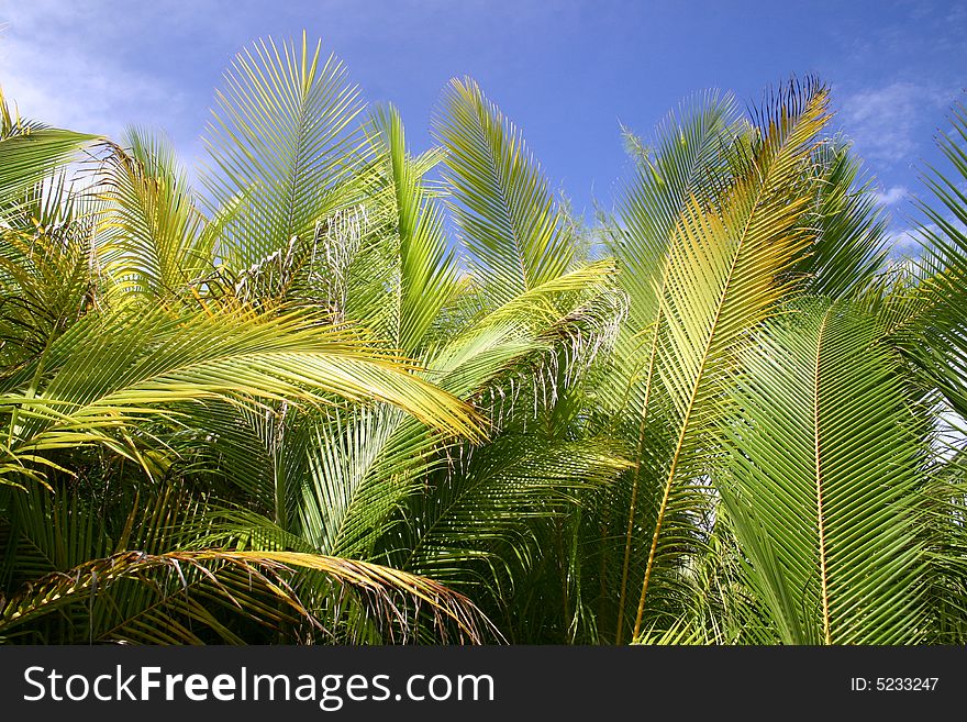 Palm trees against blue cloudscape sky. Tahiti. French Polynesia. Palm trees against blue cloudscape sky. Tahiti. French Polynesia