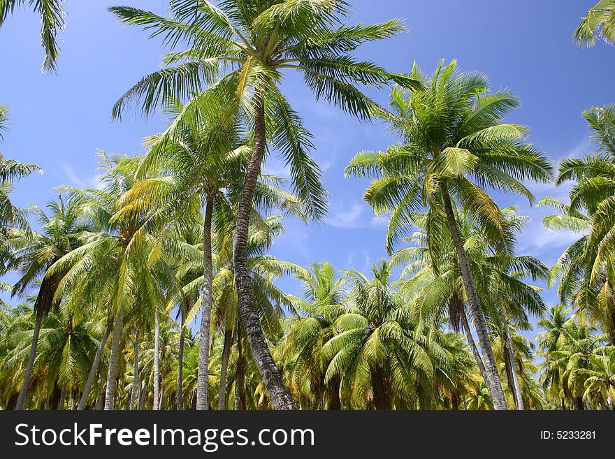 Palm trees against blue cloudscape sky. Rangiroa. French Polynesia. Palm trees against blue cloudscape sky. Rangiroa. French Polynesia
