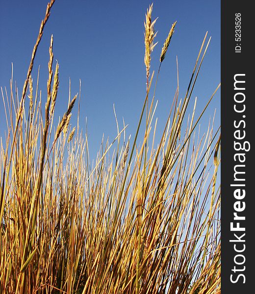 Dry grass with blue sky for back ground. Dry grass with blue sky for back ground