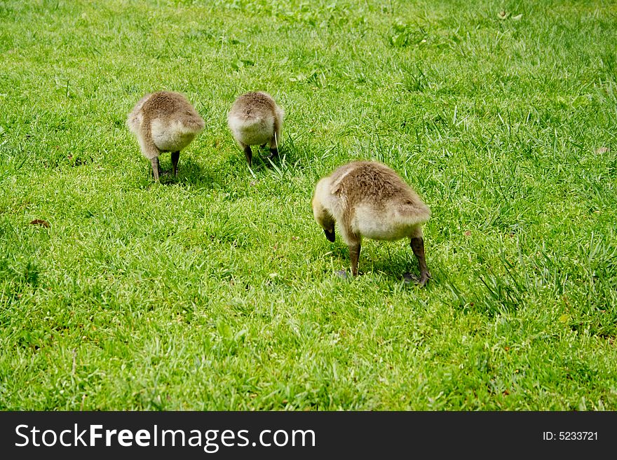 A young family of goslings looking for food in the fresh morning grass. A young family of goslings looking for food in the fresh morning grass.
