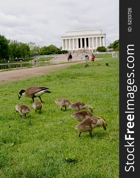 Family of goose in front of the Lincoln Memorial in Washington DC.