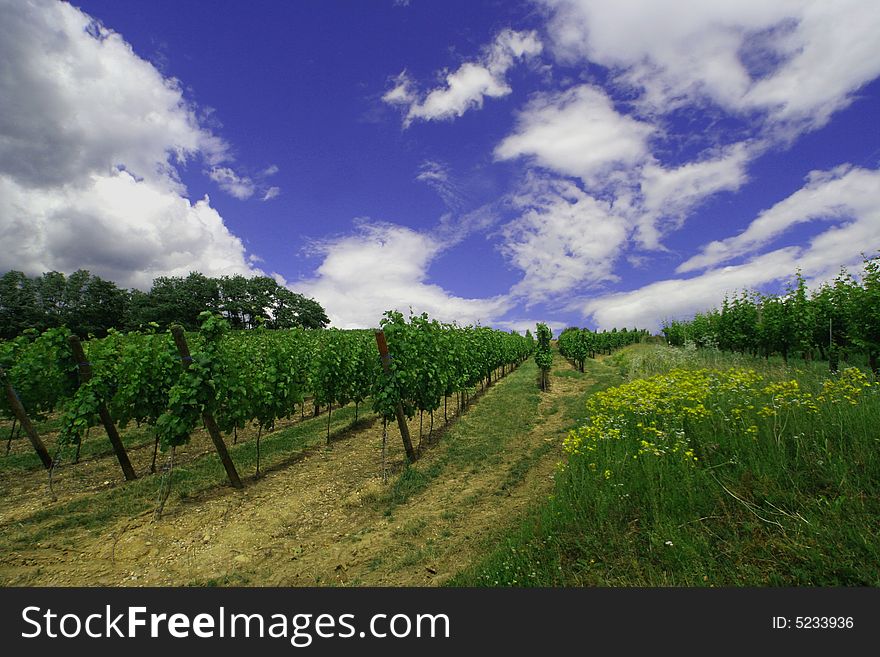 Vineyard lanscape in the East of France. Vineyard lanscape in the East of France.