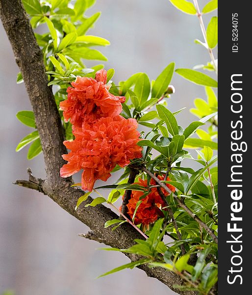 The red megranate flowers with gray background.