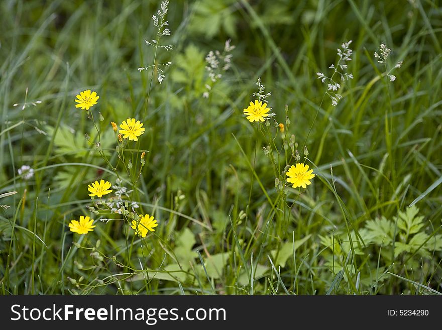 Yellow flowers with the  green  tussock. Yellow flowers with the  green  tussock