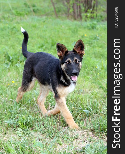 Fun young running dog on green grass