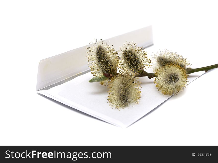 The branch of a willow lays on an envelope