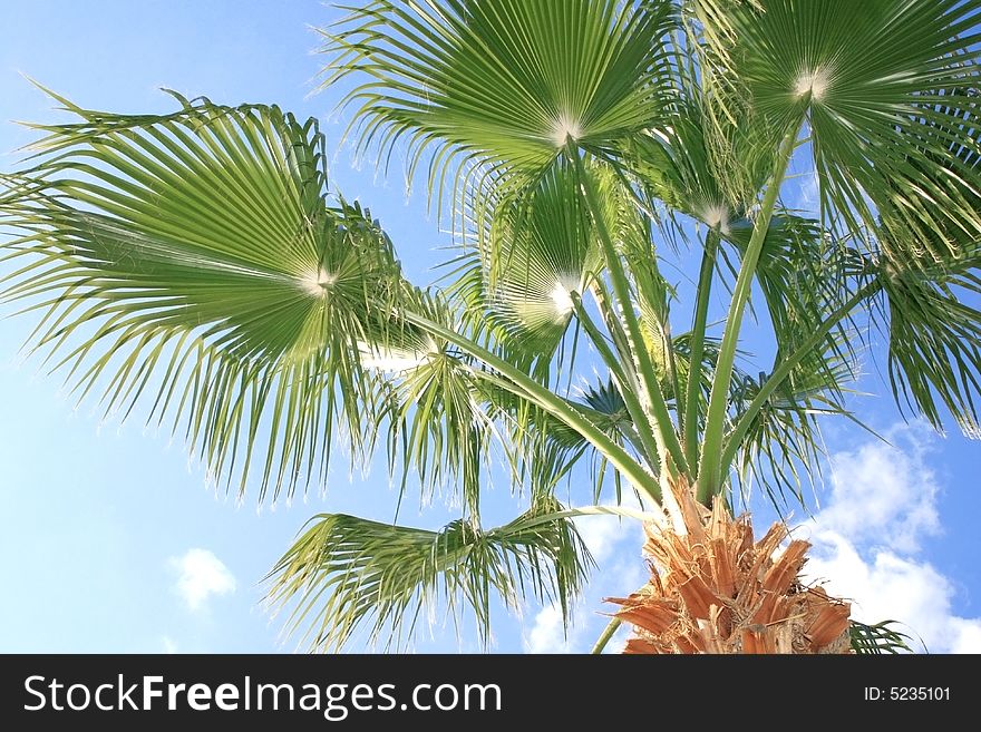 Palm tree on the sky background.