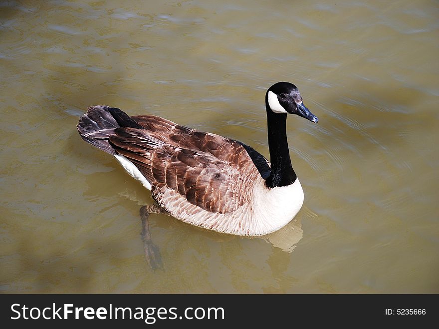 The goose is a bird proud. Still not a swan, but any more a duck. The goose is a bird proud. Still not a swan, but any more a duck.