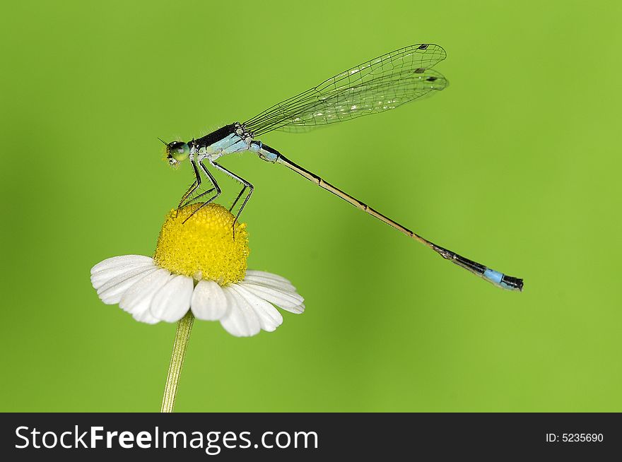 Shoting insects in studio , damsel fly