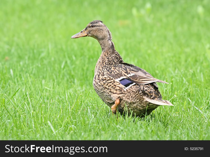 Male duck on green meadow