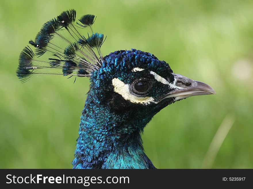 Close up portrait of peacock