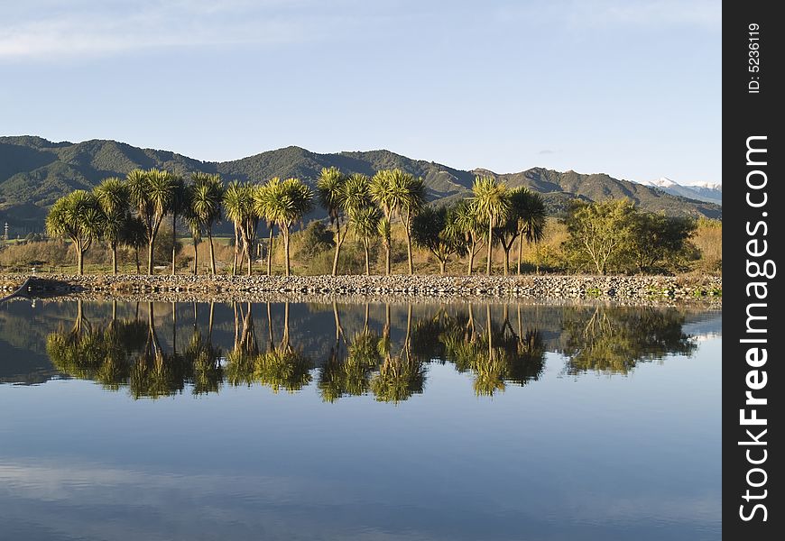 Cabbage tree reflection 
Cordyline australis endemic to New Zealand