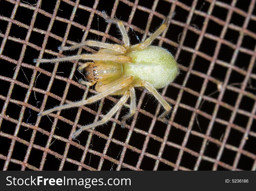 Yellow spider on wire net