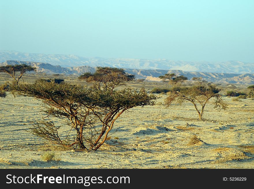 Desert landscape - a tree in Arava desert, Israel on sunrise