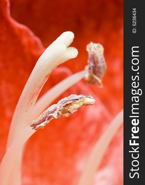 Very detailed close up of amaryllis flower