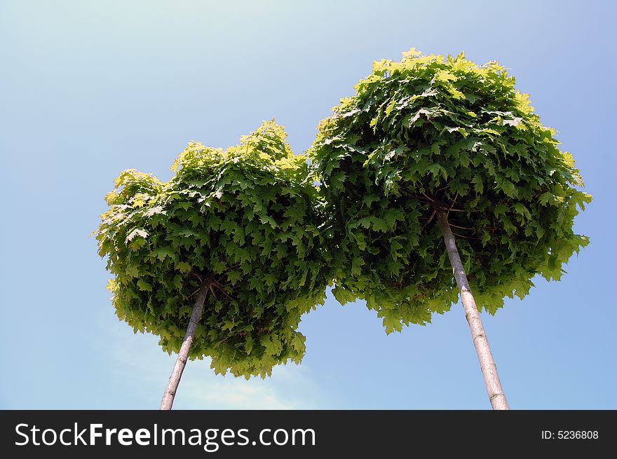 Two tree in love, couple
