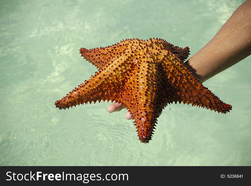 A person is holding a red starfish in hand