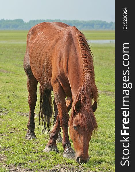 Wild horse on meadow eating