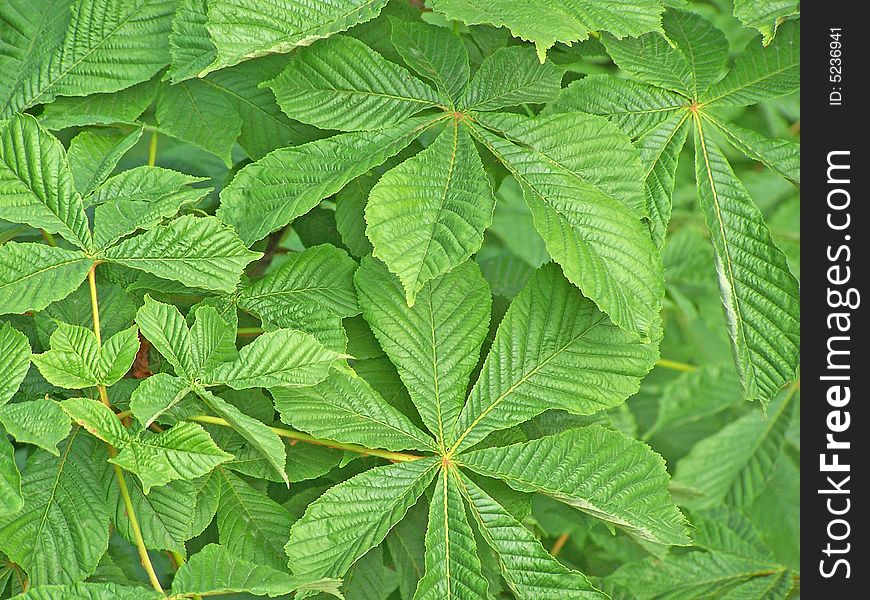 Chestnut leaves