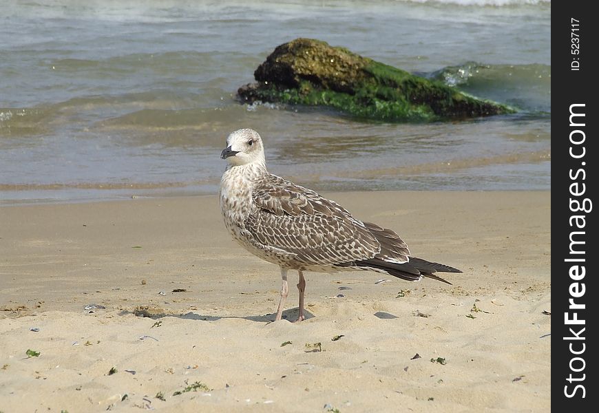 Seagull on the beach in the golden sands resort