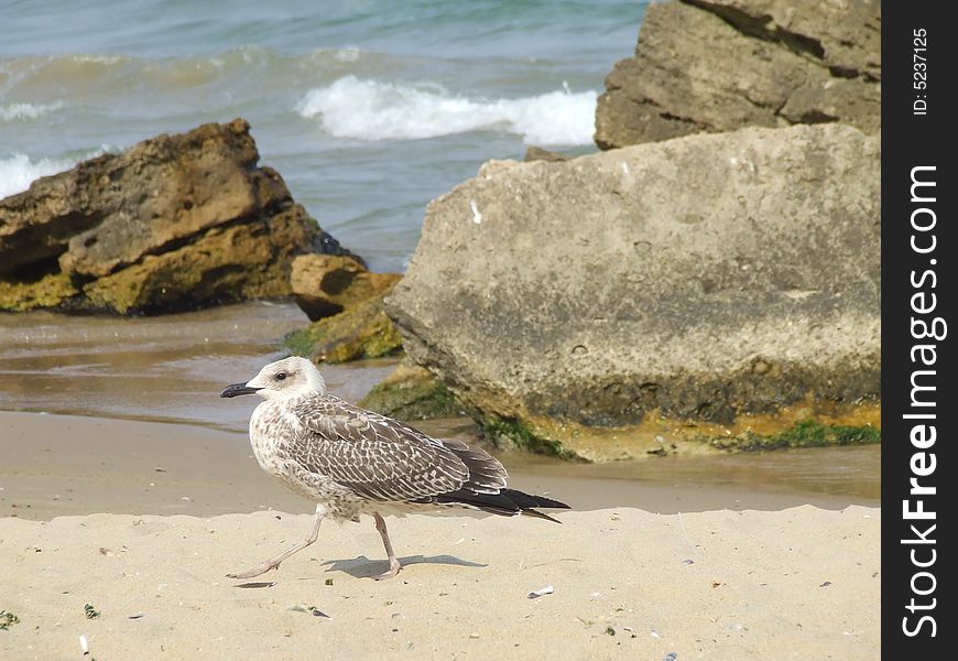 Seagull on the beach