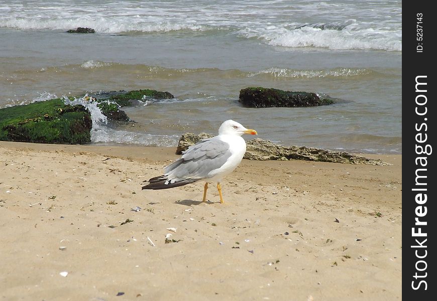 Beautiful seagull on the beach