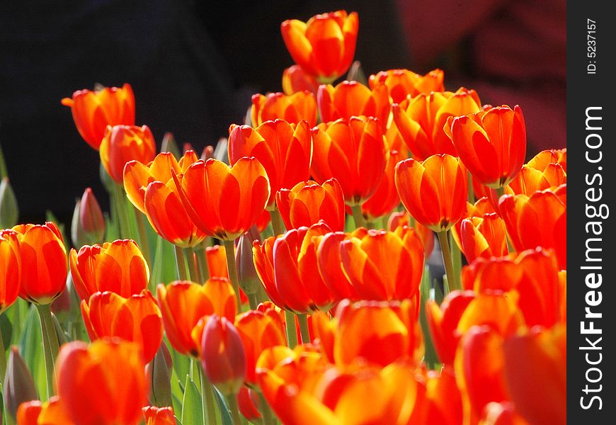 The Red Tulips