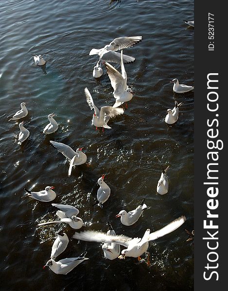 The black-headed gulls gather on the lake waterï¼Œ flying or floatingã€‚. The black-headed gulls gather on the lake waterï¼Œ flying or floatingã€‚