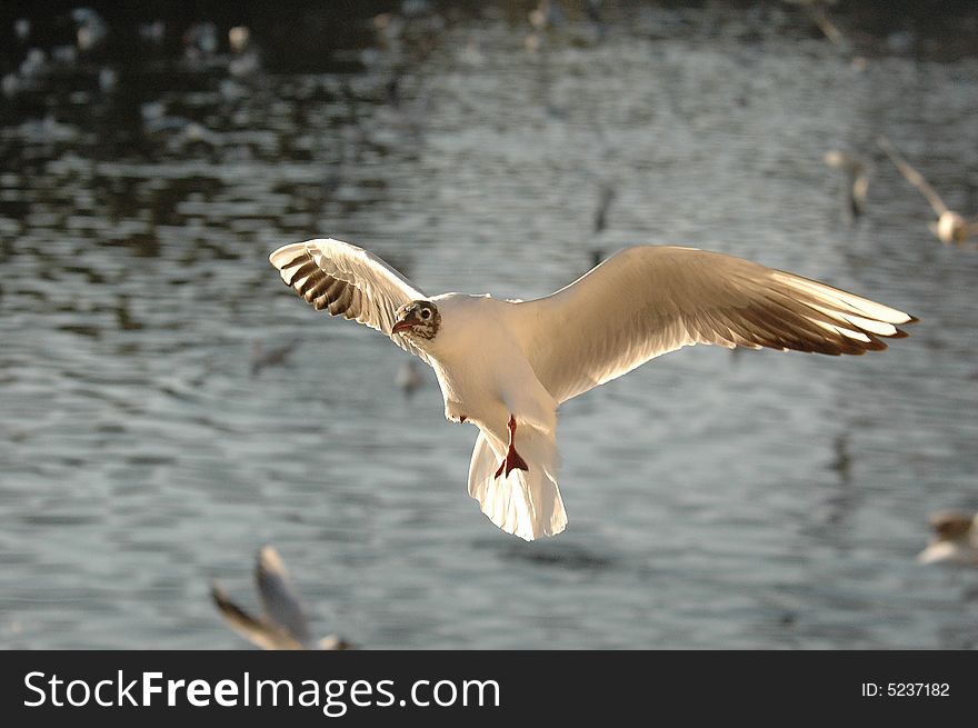 A flying black headed gull spreading its wings over the water,Kunming,Yunnan,China. A flying black headed gull spreading its wings over the water,Kunming,Yunnan,China