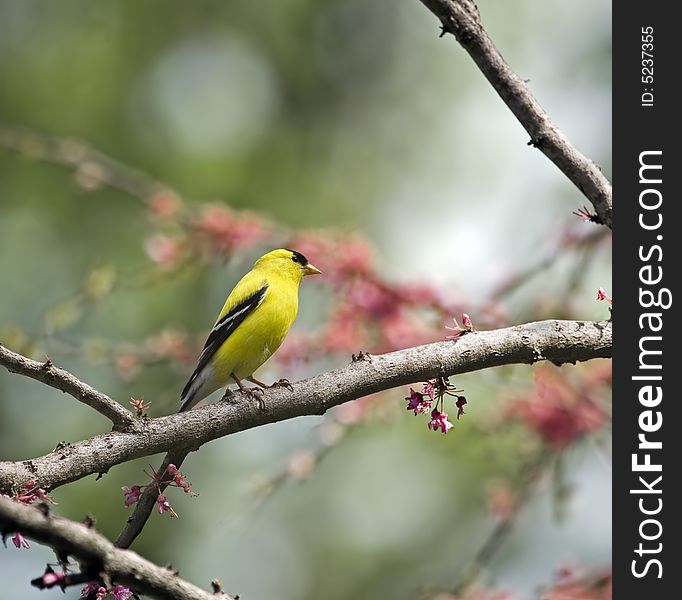 Male american goldfinch perched on a tree branch